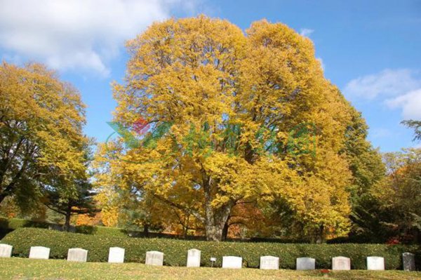 明升mansion88(中国游)最新官方网站