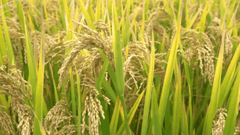 明升mansion88(中国游)最新官方网站